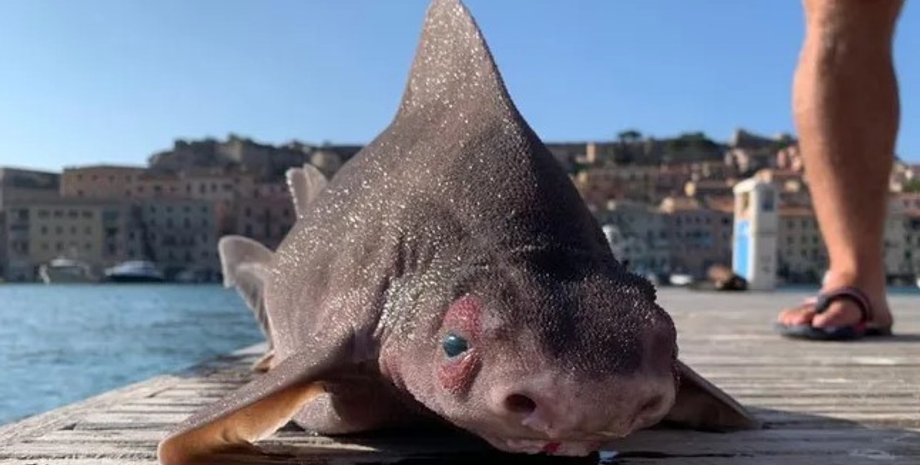 акула свинья, угловатая акула