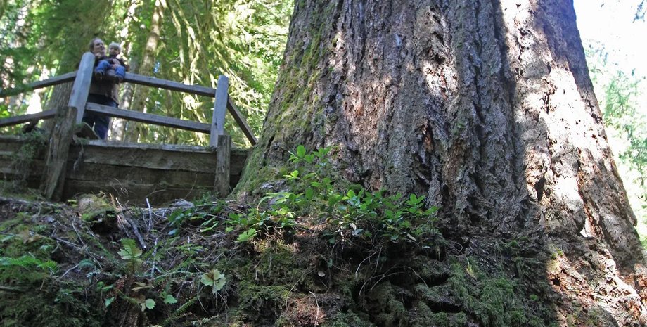 ялиця Мензіса в Орегоні