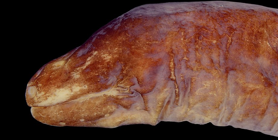 подводные пещеры, новые виды, мурена, адаптация, потеря глаз, Uropterygius cyamommatus, якорные пещеры, остров Рождества, Панглао, эволюция, обоняние, турбулентная среда