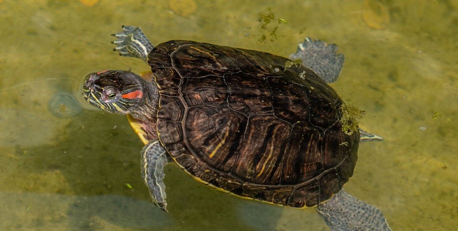 черепаха, вода, рисунок