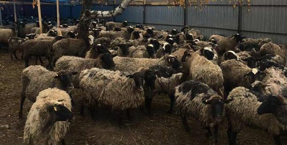 Фото: facebook.com/animalsosodessa