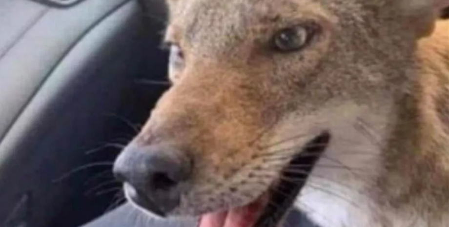 Койота приняли за собаку, звери, животные, курьезы, приколы, Великобритания, социальные сети, шутки, юмор, фото