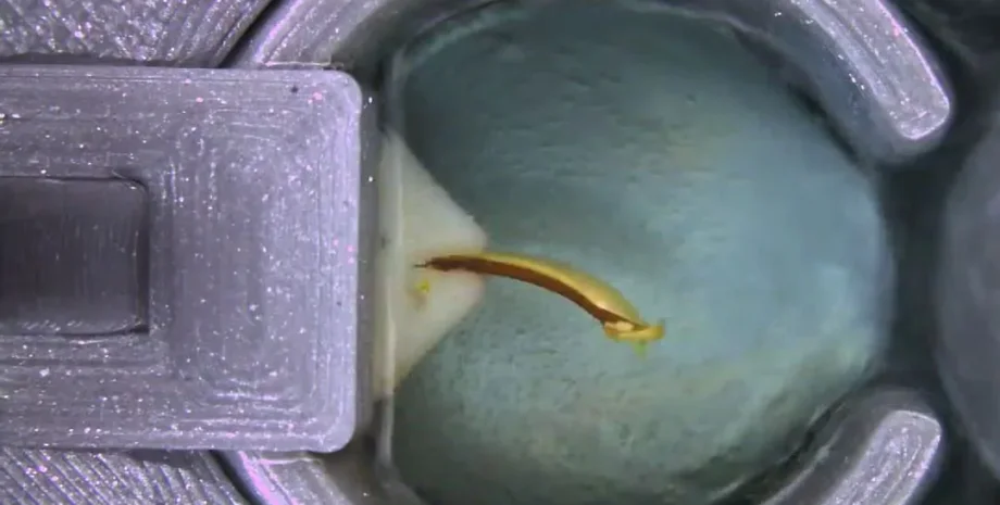 Штучний, м'яз, кислота, температура, скорочення