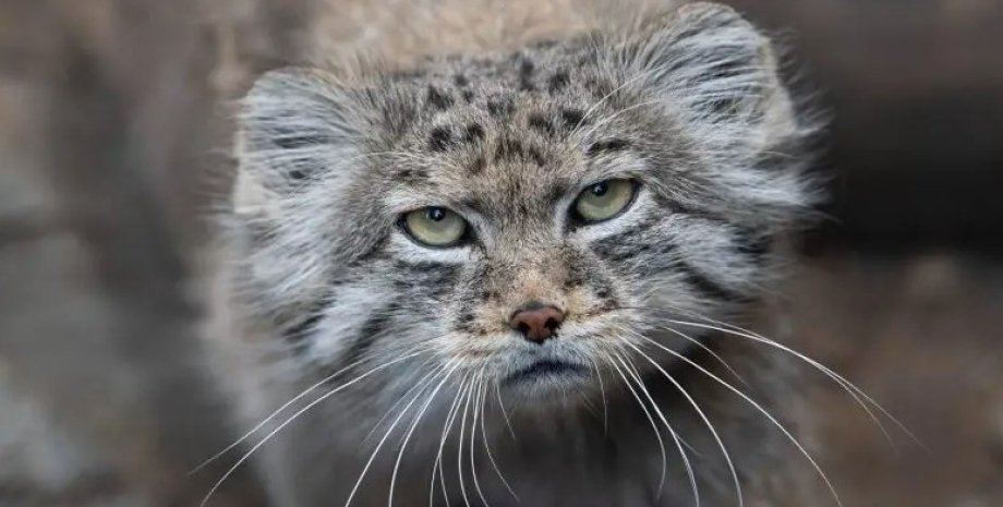 На Эвересте обитают минимум два манула ману