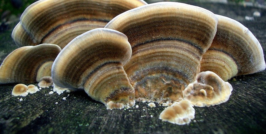 новые технологии, грибы, наука, исследование, пластик