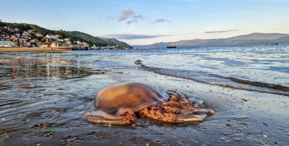 медуза, медуза на пляже, крупная медуза на пляже