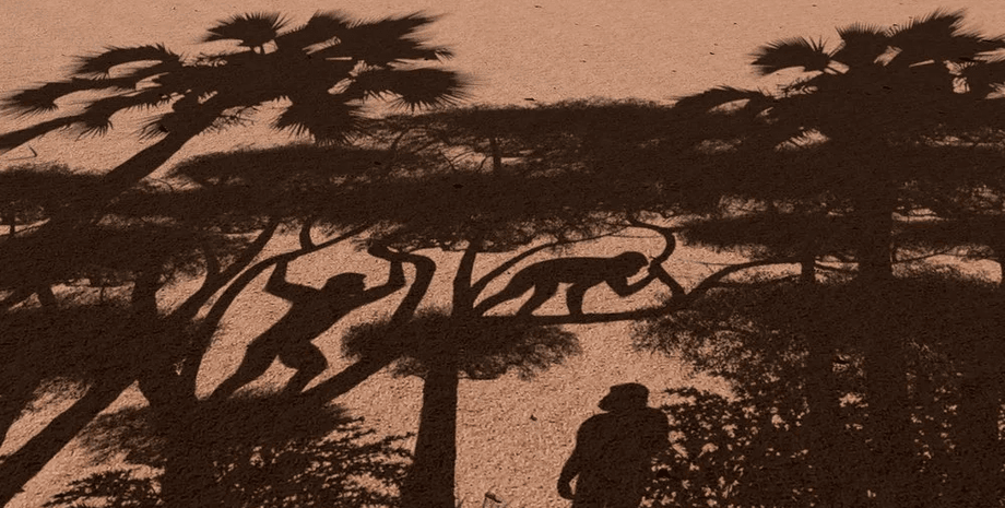 мавпи, тінь, дерева, фото