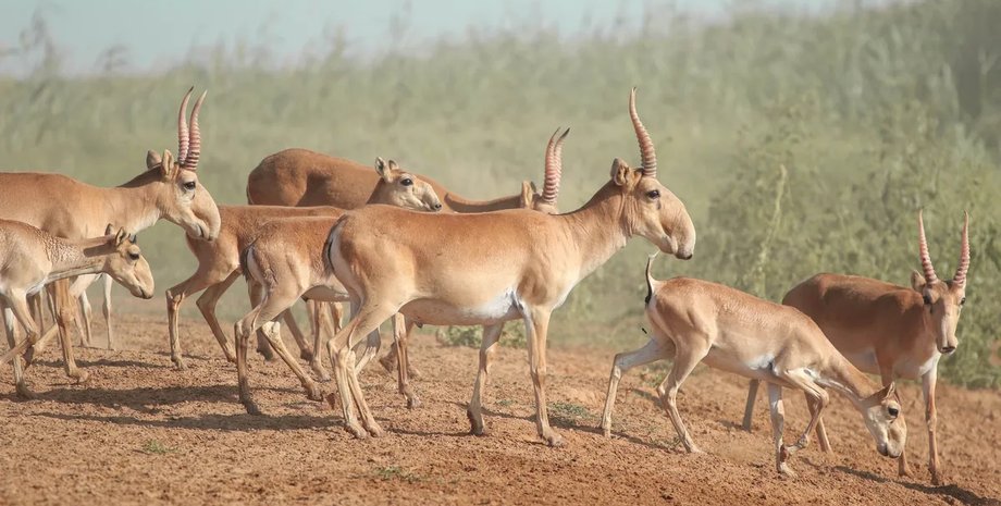 сайгаки массовая гибель
