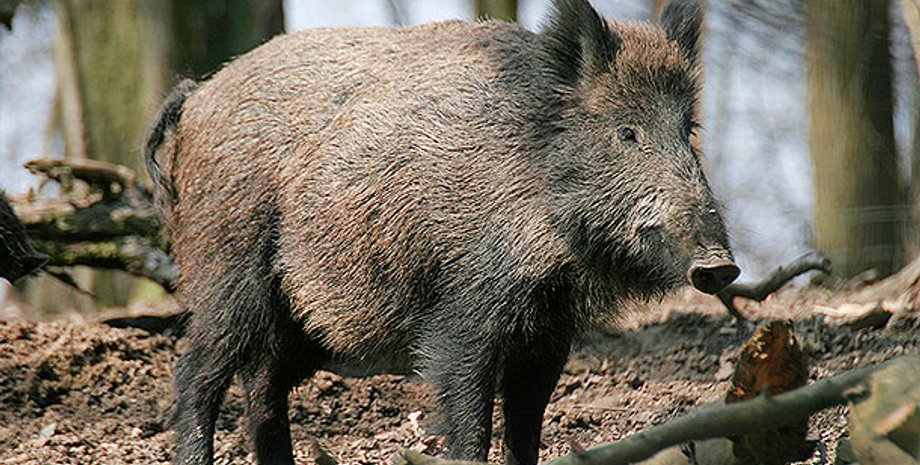 Иллюстративное фото