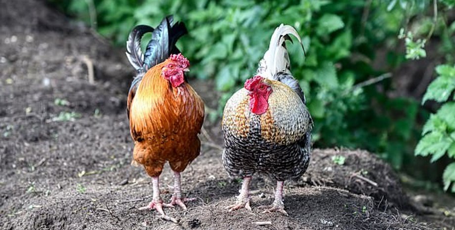 Одичавшие куры