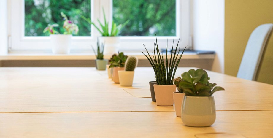 Растения дома полезные растения дома