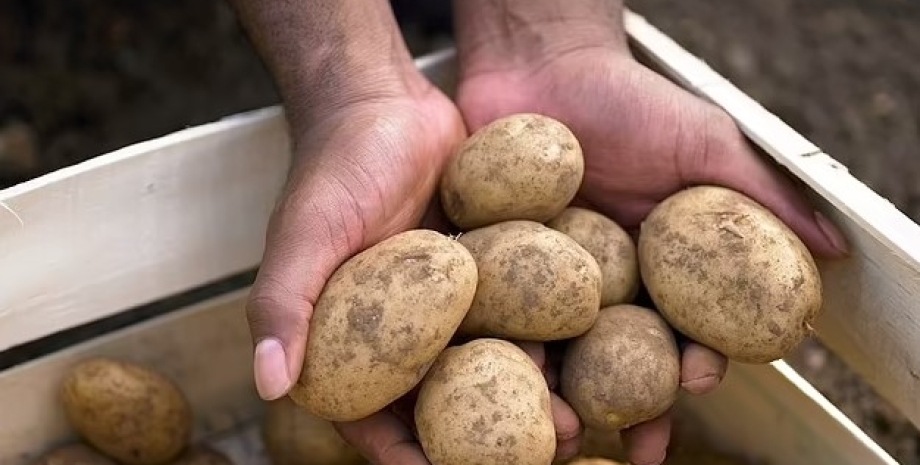 Картопля, ціни, вартість картоплі