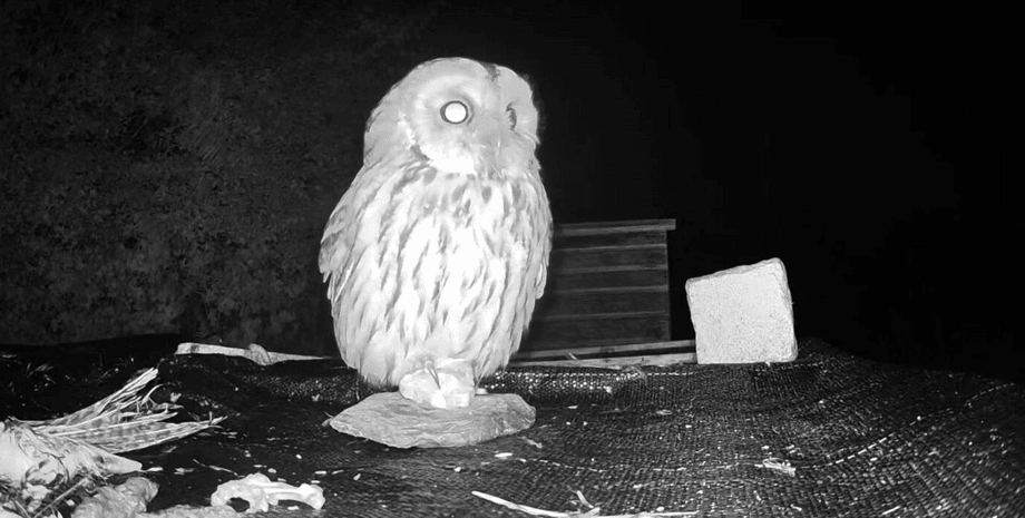 Сова возвращается к мужчине, который ее спас, сова, птица, спас птицу, сова прилетает каждую ночь, уличная камера