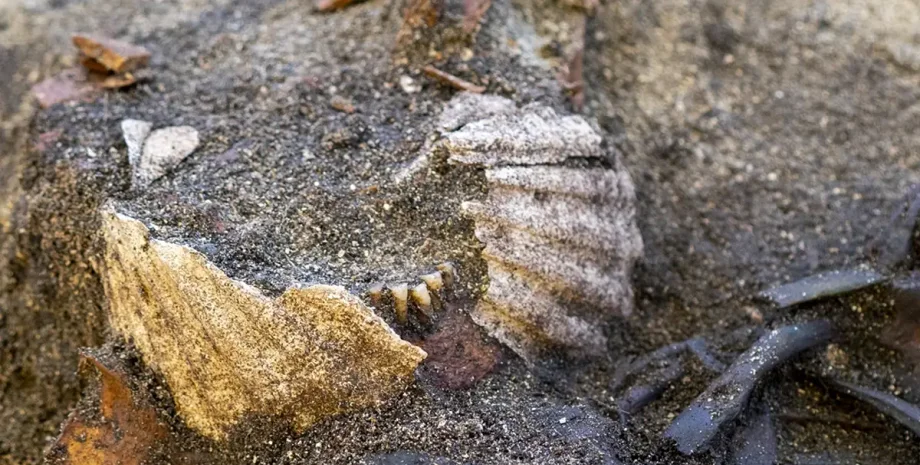 Вчені виявили поховання епохи вікінгів