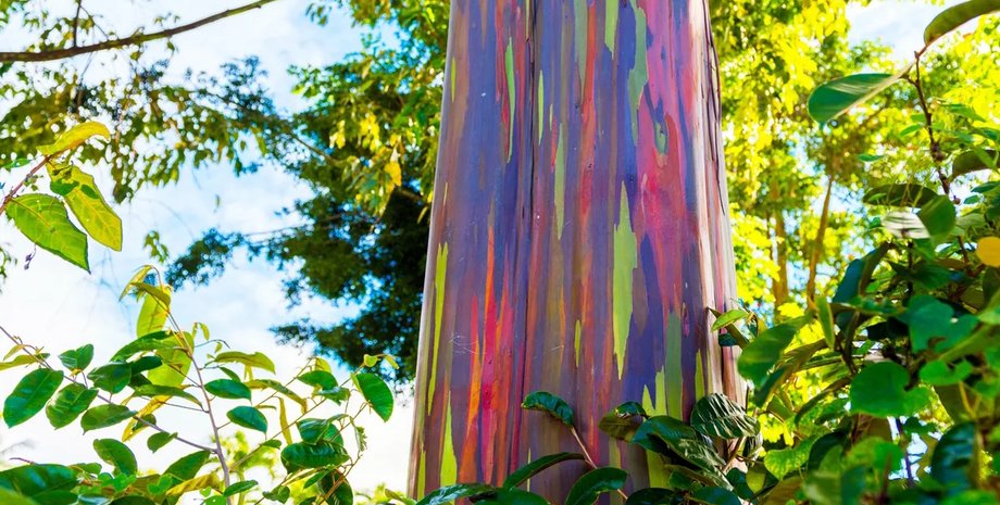 райдужний евкаліпт