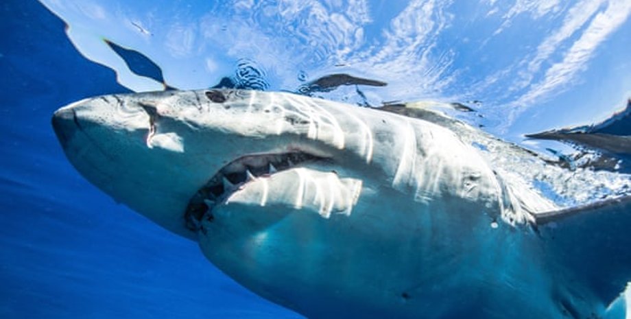 Фото: OneOceanDiving