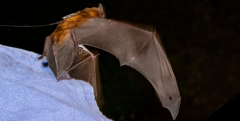 летучая мышь, летучая мышь вечерница, летучая мышь миграция