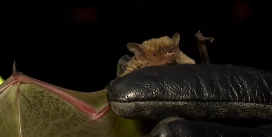 Летучая мышь