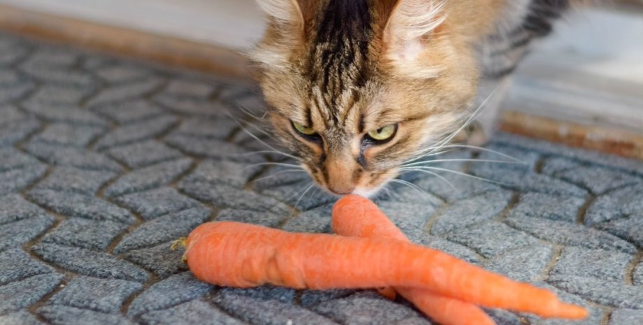 кішка, морква, їжа