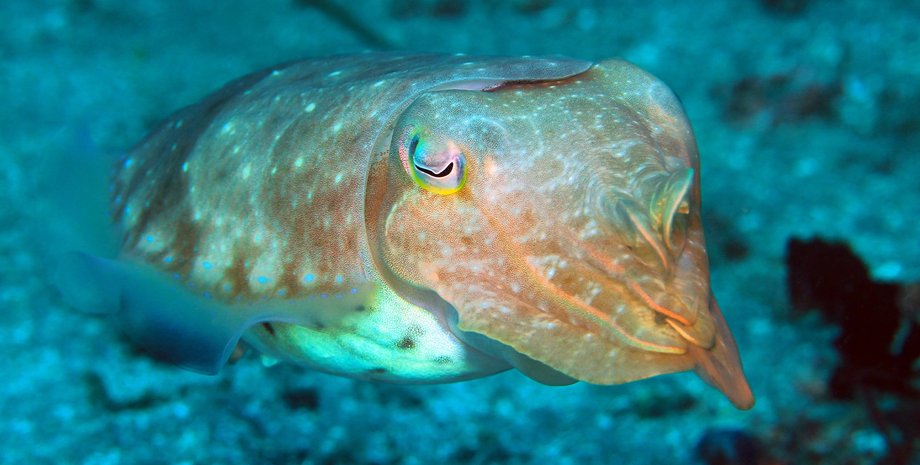 когнитивный тест для каракатиц