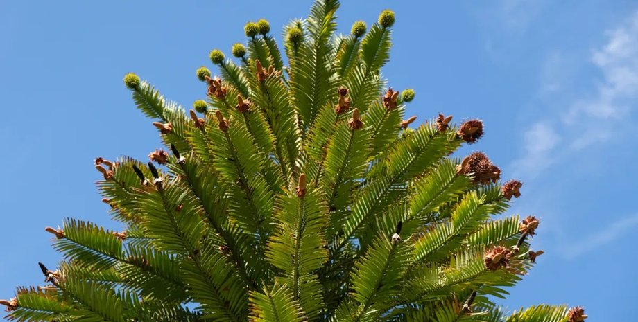 сосна сосна, аромат сосны, ароматерапия