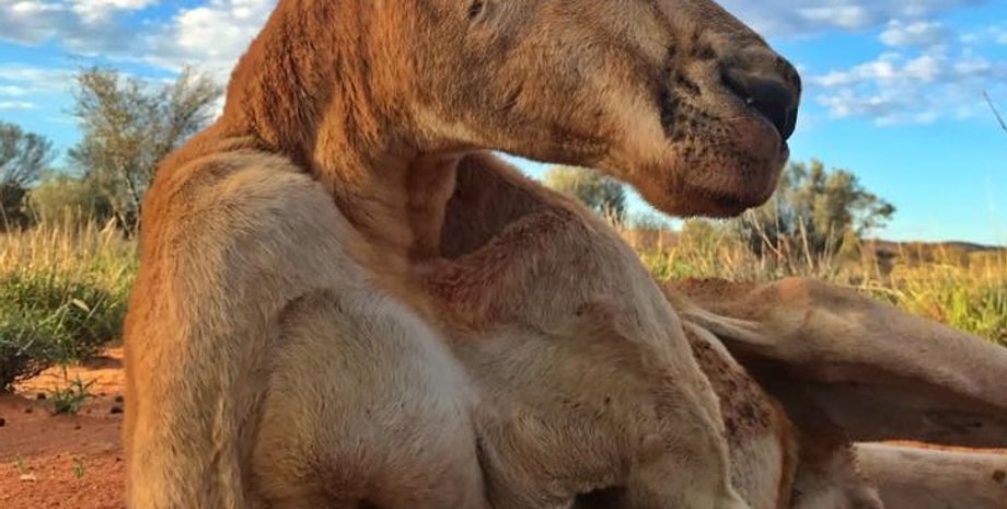 Последнее фото Роджера / Фото: facebook.com/thekangaroosanctuary