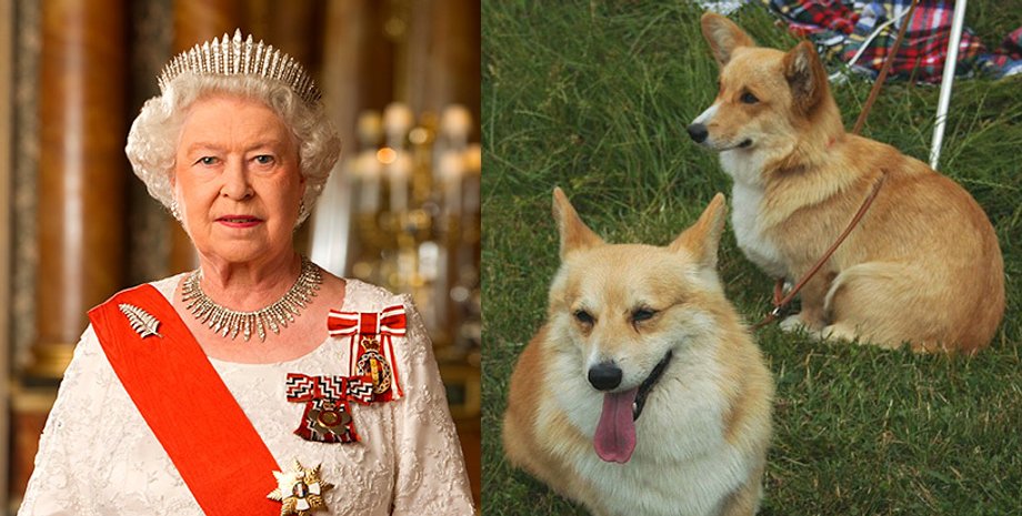 собаки королеви єлизавети