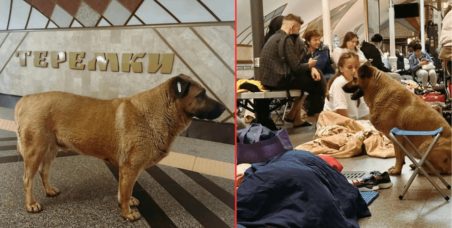 Украинцы требуют вернуть разрешение для собаки Миши заходить на станцию во время тревог