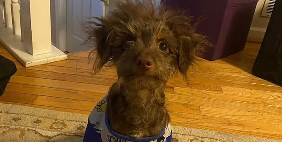 рузвельт, шишон, помесь ши-тцу