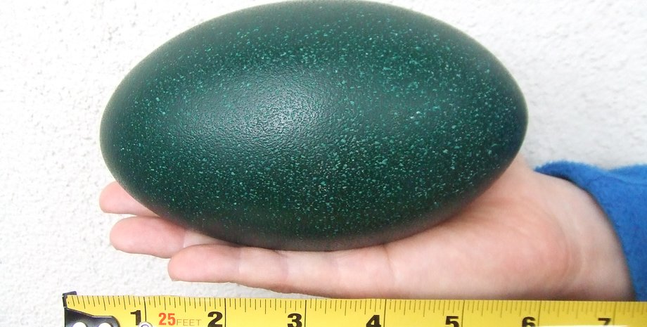 яйцо, рука, линейка, фото