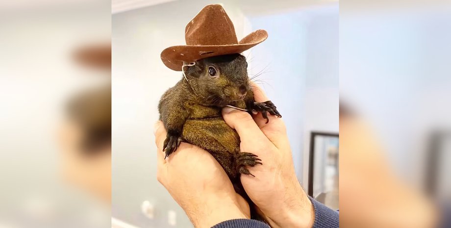 Марк Лонго, Пінат, білка, фото