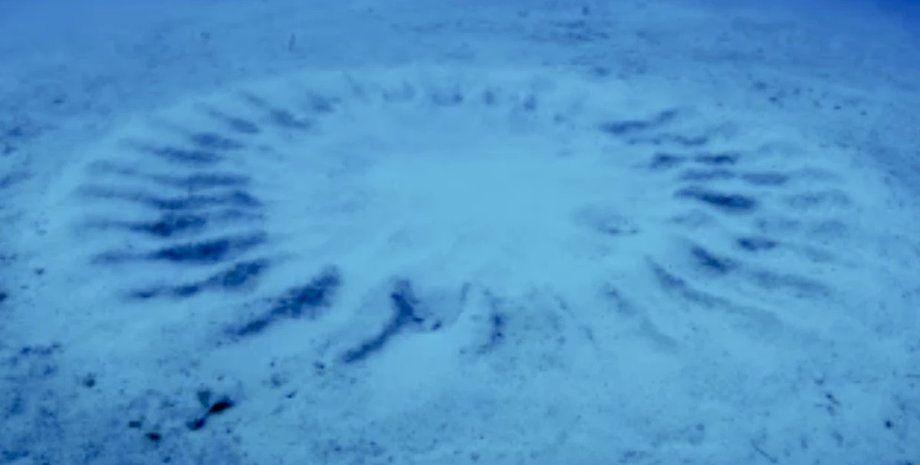 морское дно круги