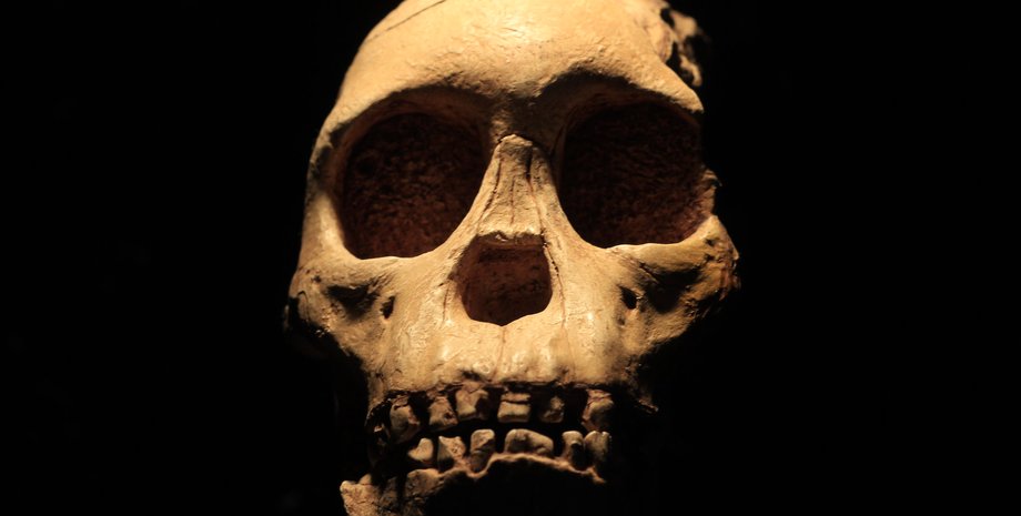 виды людей, череп, кости, останки