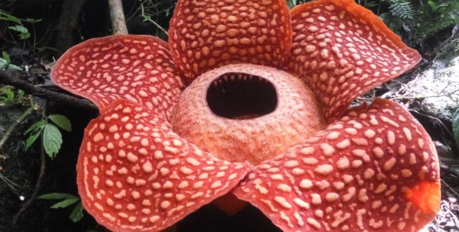 Фото: The Jakarta Post