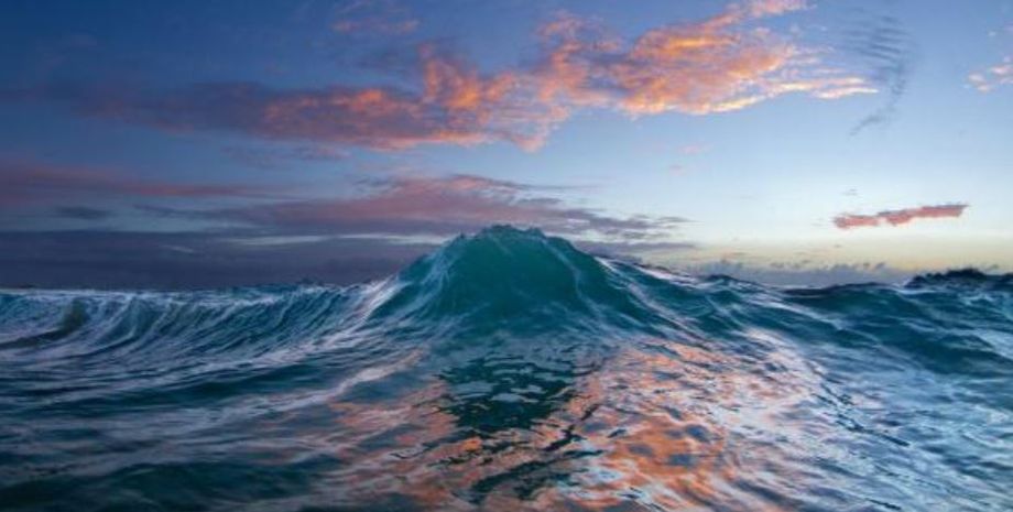 Жінка пірнала з аквалангом і побачила в океані неймовірну істоту, тварини на межі зникнення, цікавинки