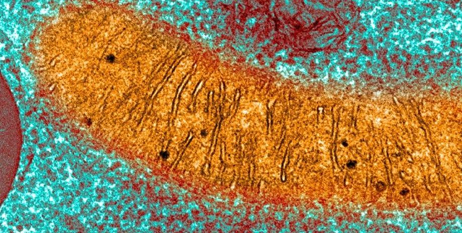 молекула, молекулы