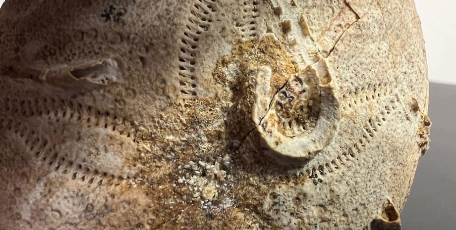 Ексклюзив, ексклюзивна знахідка, скам’янілість, палеонтологія, Юрський період, панцир морського їжака, Pygaster michelini