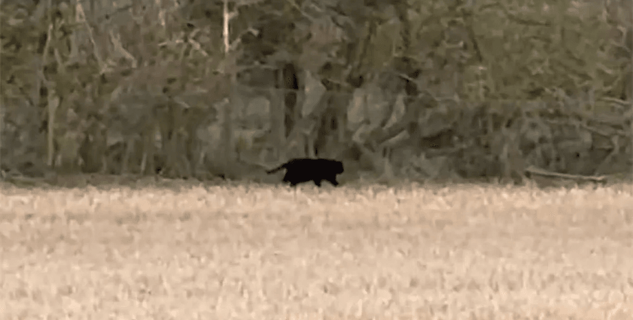 Велика чорна кішка у Великій Британії, незвичайна тварина, міфічний хижак, хижак, велика кішка, пантера, чорний звір