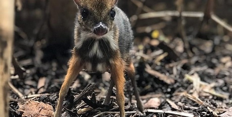 мишачий олень, канчіль, брістоль, зоопарк