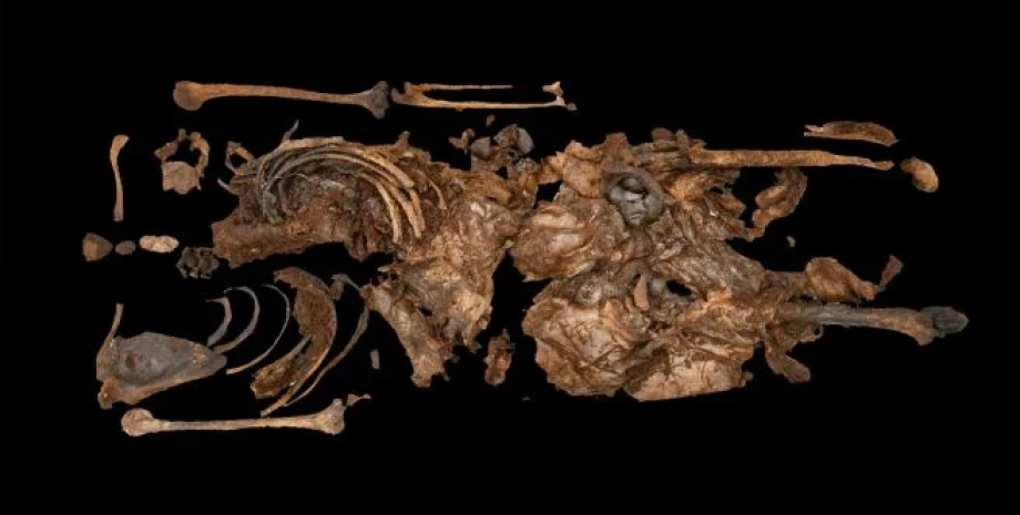 стародавнє болотяне тіло, болотяна мумія, археологія Північної Ірландії, знахідка залізного віку, радіовуглецеве датування, історична загадка