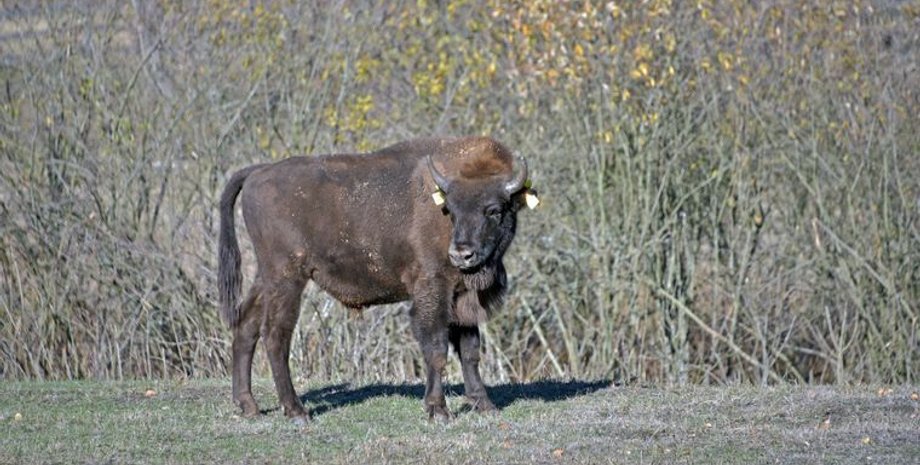 Фото: Facebook/Киевский зоопарк