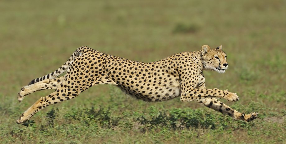 гепард, бег, скорость, трава, фото