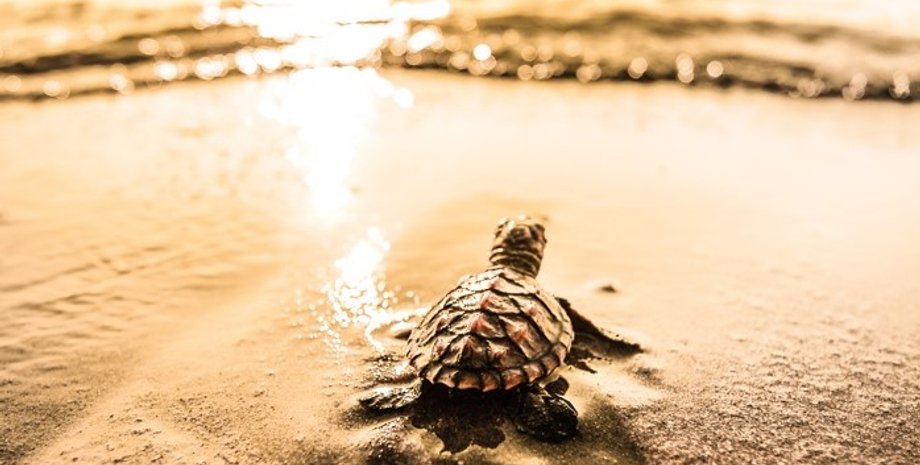 черепахи, черепахи океан, новорожденная черепаха