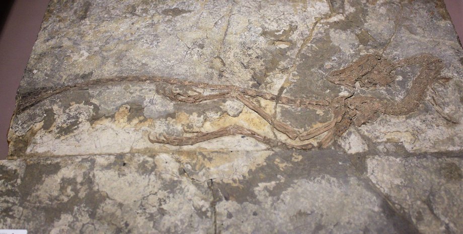 Реконструкція птаха-динозавра Джехолорніса