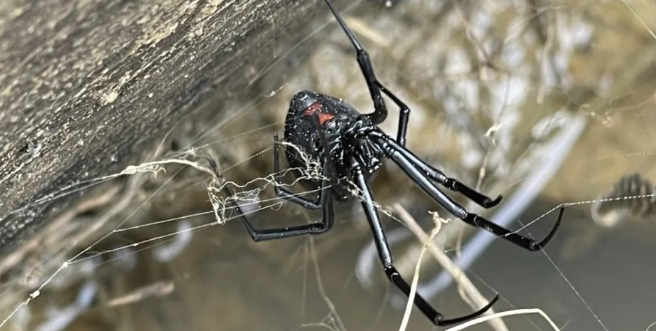 Укус чорної вдови не завжди є смертельним для людини павук, чорна вдова