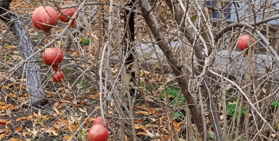 Как вырастить гранат дома