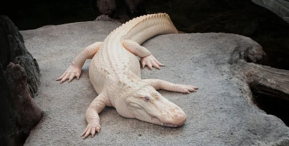 алігатор альбінос Клод