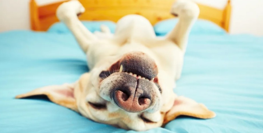 собака собака