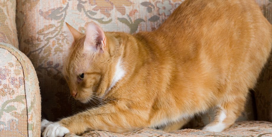 кошки, когти, кошки когти