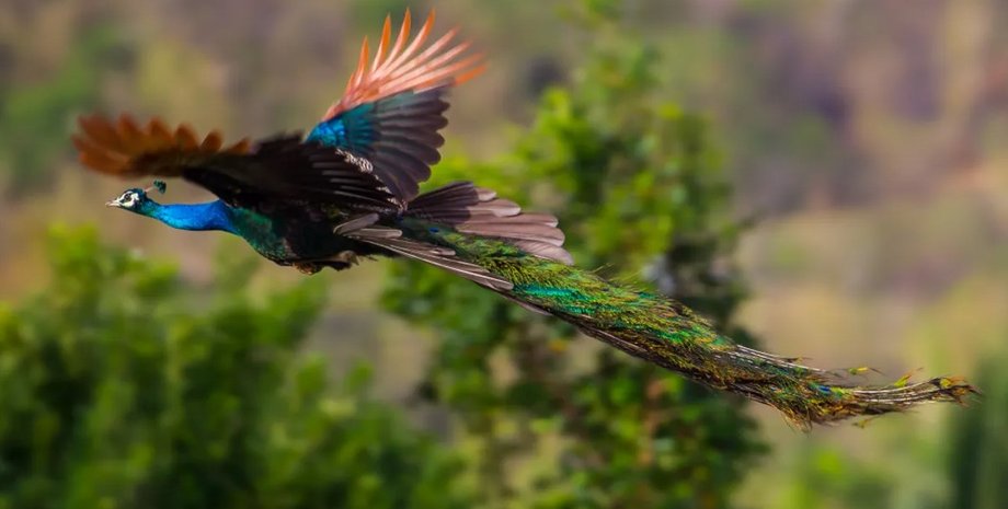 в хвостах павлинов найдены лазеры